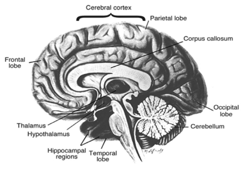 The image depicts the prominent portions of the human brain, including the following:; Frontal lobe: Front of the brain, forehead area; Cerebral cortex: Top of the brain, scalp area; Parietal lobe: Immediately behind the cerebral cortex; Occipital lobe: The rear base of the brain, upper neck area; Cerebellum: Below the occipital lobe, adjacent to the rear of the brain stem; Temporal lobe: Adjacent to the front of the brain stem; Corpus callosum: Semi-circular region in the center of the brain; Hippocampi regions: Below the corpus callosum; Hypothalamus and Thalamus: Separate circular areas partially enclosed in the semi-circle of the corpus callosum