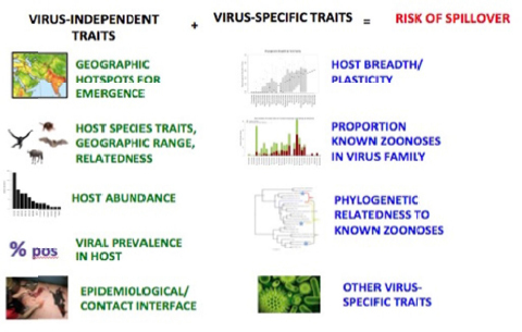 FIGURE 6-1. Ranking risk for zoonotic potential of novel viruses.