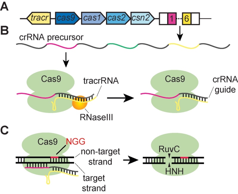 The CRISPR-Cas system of Streptococcus pyogenes: function and ...