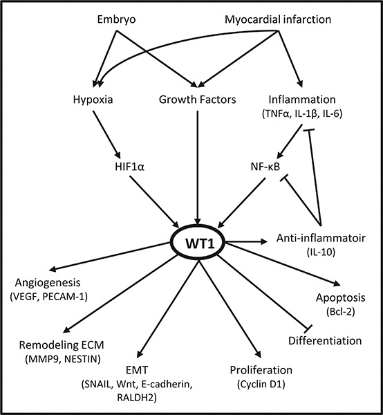 Figure 5.. Working model of the regulation of WT1 and its target genes.