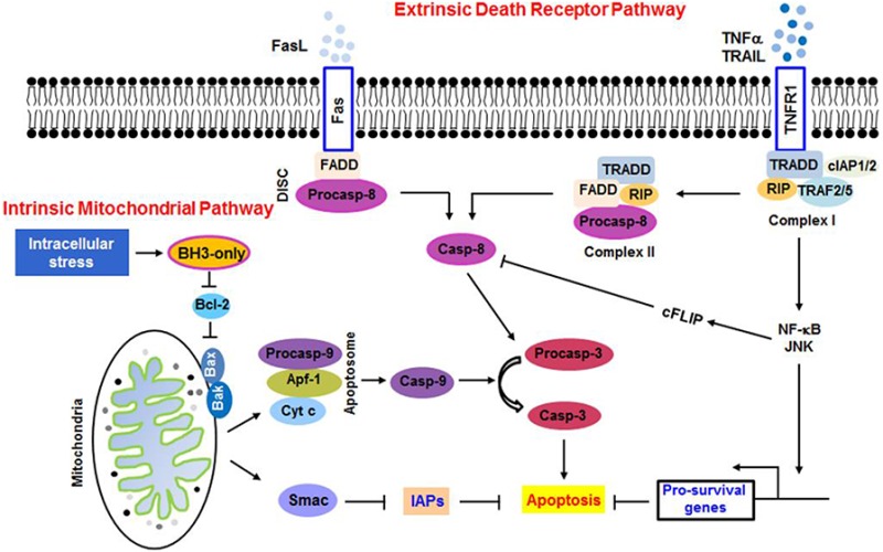 extrinsic pathway apoptosis