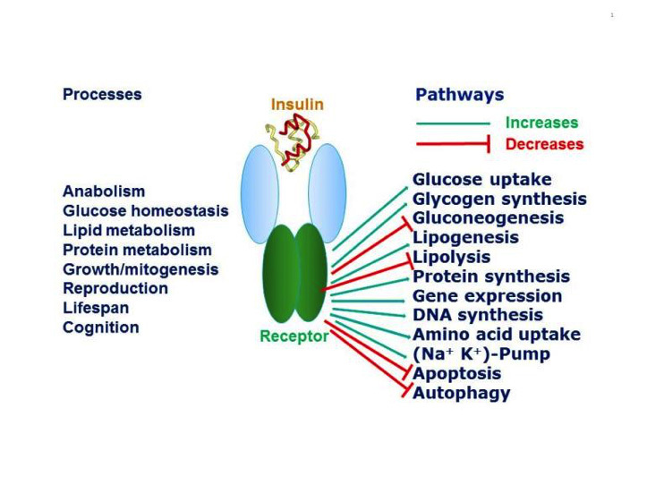 Promoting insulin function