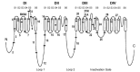 Figure 1. . Intron-exon organization of SCN8A.