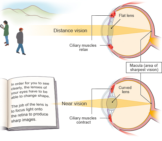 Illustration: Adjusting to nearby and distant objects – as described in the article