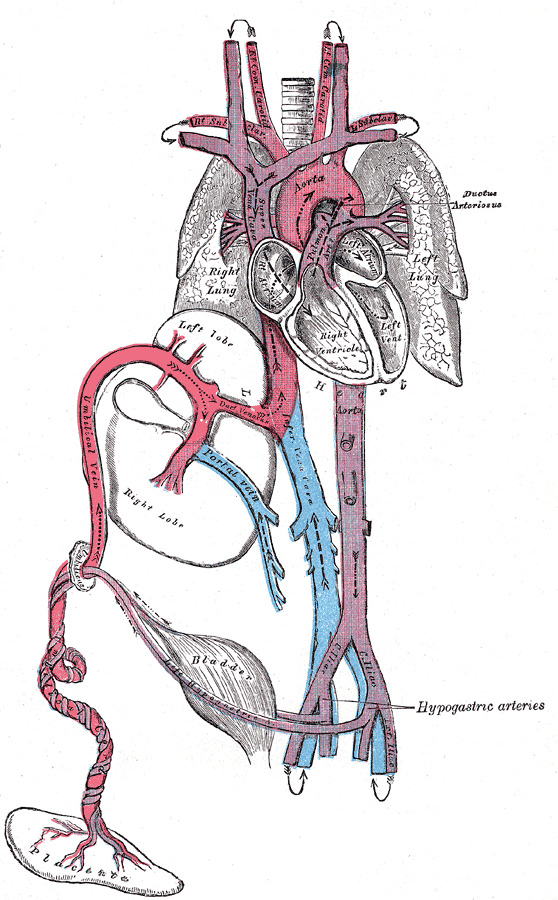 Ductus Arteriosus in fetal circulation Contributed by Henry Vandyke Carter - Henry Gray (1918) Anatomy of the Human Body, Public Domain, https://commons