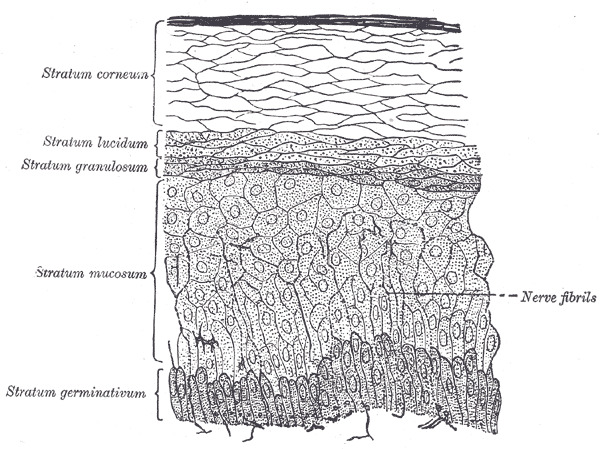 stratum germinativum