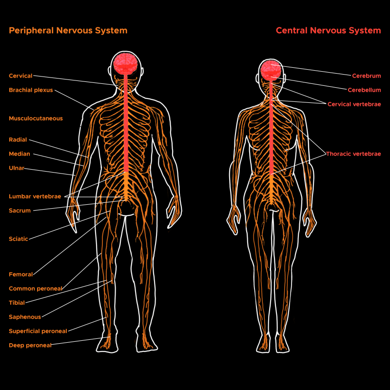 neuroanatomy-central-nervous-system-cns-statpearls-ncbi-bookshelf