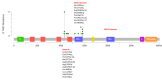 Figure 1. . Two clusters of pathogenic missense variants are observed, one within the spectrin repeat domain and another within the GEFD1 domain (see Molecular Pathogenesis).