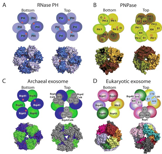 Figure 2. 'Exosomes' from bacteria, archaea and eukaryotes have a similar architecture.