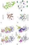 Figure 5. Please see figure legend on following page.