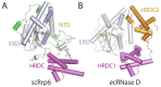 Figure 7. Structure of eukaryotic Rrp6 and the bacterial homolog RNase D.