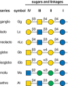 FIGURE 11.2.. Glycosphingolipid (GSL) neutral cores and their designation based on IUPAC (International Union of Pure and Applied Chemistry) Nomenclature.