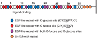 FIGURE 13.2.. Extracellular domain of Notch showing the numerous sites for O-fucose and O-glucose modification that are evolutionarily conserved in Drosophila Notch, mouse NOTCH1 and NOTCH2, and human NOTCH1 and NOTCH2.