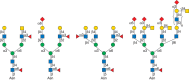 FIGURE 9.6.. Typical complex N-glycans found on mature glycoproteins.