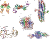FIGURE 38.3.. Crystal and nuclear magnetic resonance (NMR) solution structures of GAG–protein complexes.
