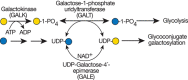 FIGURE 45.3.. UDP-Gal synthesis and galactosemia.