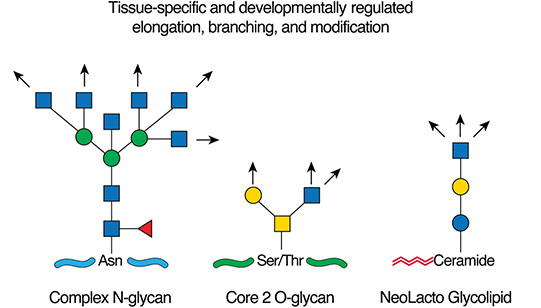 FIGURE 14.1.. N-Glycan synthesis (Chapter 9) leads to complex N-glycans with branching GlcNAc residues that are generally extended (arrows) in glycosylation reactions that may be tissue-specific, developmentally regulated, or even protein-specific.