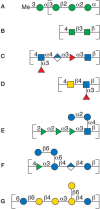 FIGURE 3.4.. Schematic representation in SNFG (Symbol Nomenclature for Glycans) format of repeating units of bacterial polysaccharides: (A) O-antigen of E.