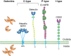 FIGURE 28.1.. Representative structures from four common animal lectin families.