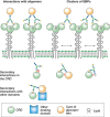 FIGURE 28.4.. Mechanisms of enhanced binding of natural ligands to lectins.
