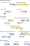 FIGURE 21.6.. Structures of exopolysaccharides and capsular polysaccharides.