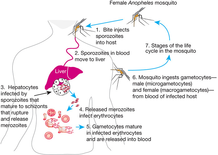 FIGURE 43.1.. Life cycle of Plasmodium falciparum, a parasitic protozoan that causes the most severe form of malaria in humans.