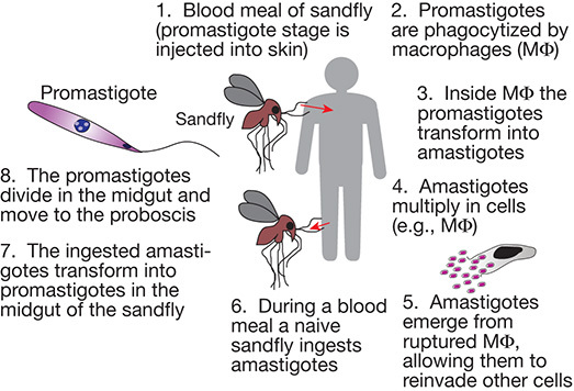 FIGURE 43.4.. Life cycle of Leishmania species, the parasitic protozoan that causes leishmaniasis in humans.