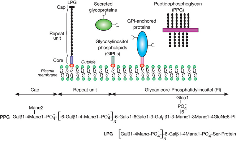 FIGURE 43.5.. Schematic representation of the major cell-surface glycoconjugates of Leishmania.