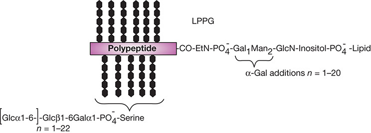 FIGURE 43.6.. Structure of Entamoeba histolytica lipopeptidophosphoglycan (LPPG).