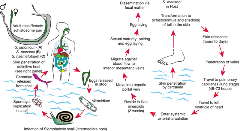 FIGURE 43.7.. Life cycle of Schistosoma species, the parasitic helminth that causes schistosomiasis in humans.