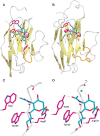 FIGURE 35.2.. Structural basis of Siglec binding to ligands.