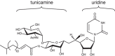 FIGURE 55.1.. Structure of tunicamycin, which consists of uridine conjugated to the disaccharide, tunicamine.