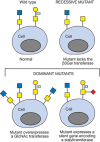 FIGURE 49.1.. Alteration of cell-surface glycans by recessive and dominant glycosylation mutations.