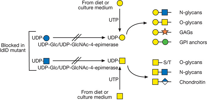 FIGURE 49.3.. Mutation of UDP-Gal-4-epimerase in ldlD mutant Chinese hamster ovary (CHO) cells prevents the generation of UDP-Gal and UDP-GalNAc preventing addition of Gal and GalNAc to all glycans.