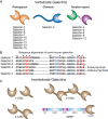 FIGURE 36.1.. Different types of galectins in vertebrates and invertebrates and their organization and sequences.