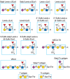 FIGURE 48.5.. Examples of different mammalian glycan antigens recognized by specific monoclonal antibodies.