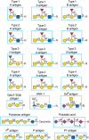 FIGURE 48.6.. Additional examples of different mammalian glycan antigens recognized by specific monoclonal antibodies.