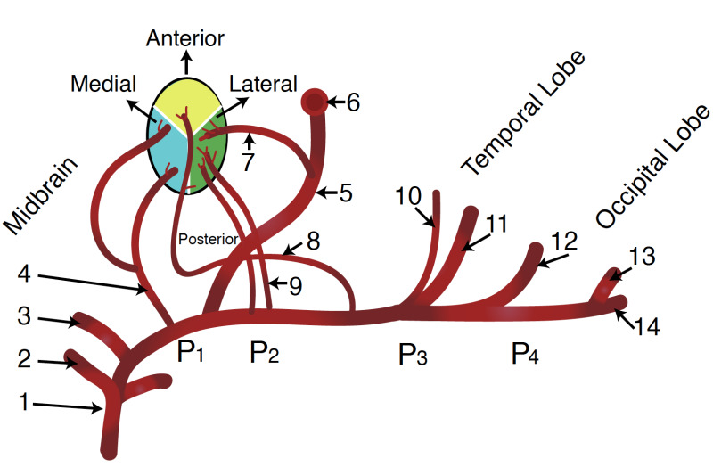 Image Figure__2__-__Schematic__diagram__of__the__posterior__cerebral__artery__and__its__branches