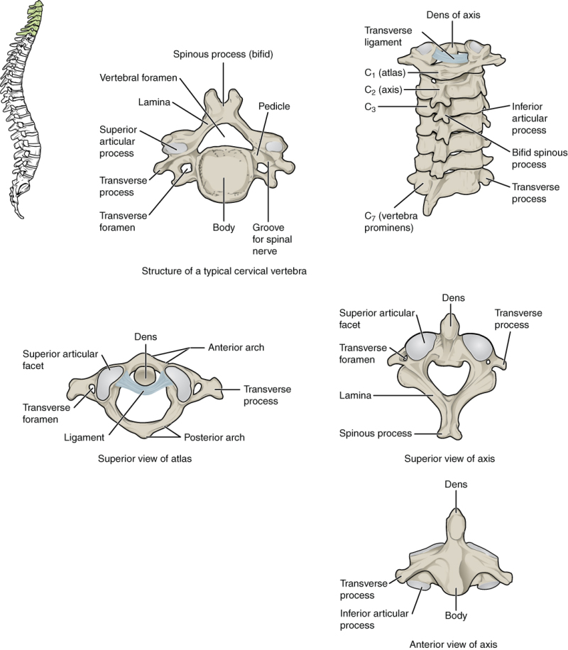 The Cervical Spine - Features - Joints - Ligaments - TeachMeAnatomy