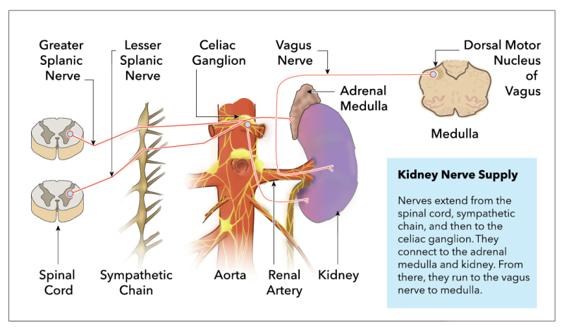 Figure, Diagram showing the innervation of] - StatPearls - NCBI Bookshelf