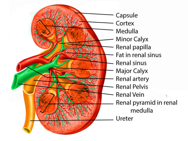 Figure, Diagram showing the innervation of] - StatPearls - NCBI Bookshelf