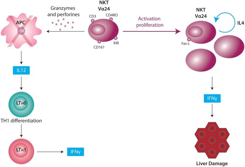 Figure 1. Myeloid dendritic cells (DC) present the antigen to NKT cells within the context of CD1 HLA complex through the TCR Vα24. During antigen presentation, DC release IL-12 which 1- promotes NKT cytotoxicity and regulates the number of DC (negative regulation) and 2- promotes the expression of Fas lingand (FasL) on the surface of NKT cells. The latter ones thus acquire a cytotoxic potential on hepatocytes via Fas/FasL and granzime/perforin pathways. IL-12 is, in turn, the main stimulating cytokine for the differentiation of type 1 helper T cells (Th1 cells).