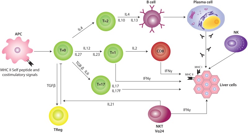 Figure 2. Autoimmune attack to hepatocytes.