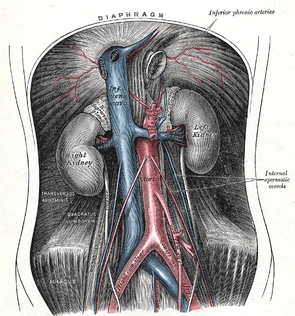 stomach aorta
