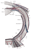 The Tunics of the Eye, Diagram of the blood vessels of the eye, as seen in a horizontal section