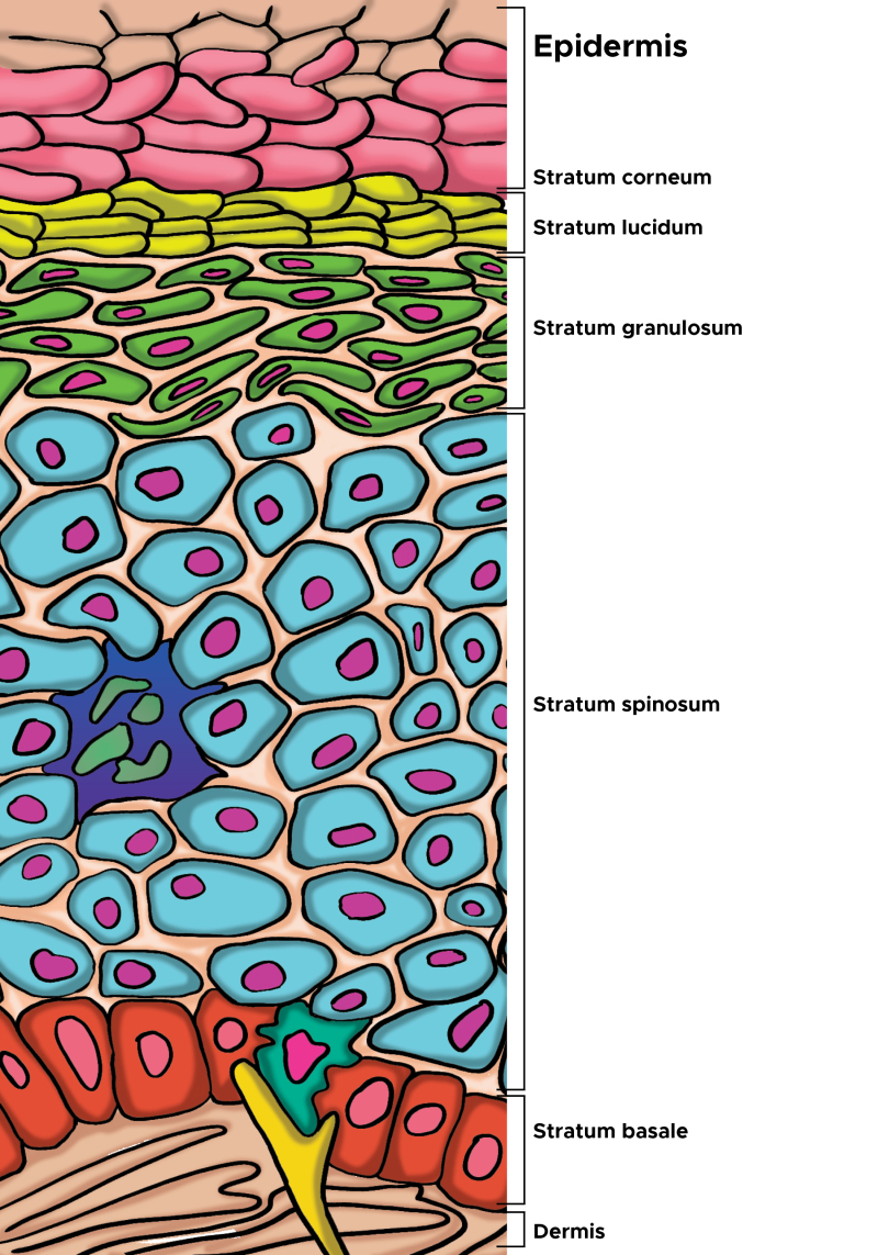 stratum germinativum