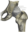 Hip Joint: Anatomy & How It Works