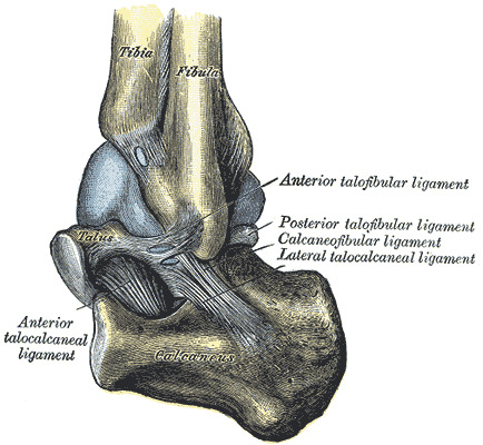 posterior tibiotalar ligament