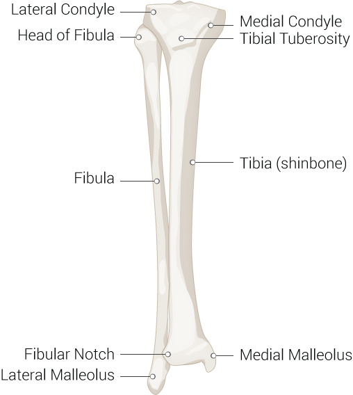 medial malleolus of tibia
