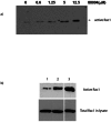 Figure 3. A) Purified His-Rac1 (80 ng) was briefly preincubated with MLS000088004 (0–12.